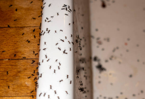 Best Pest Control Treatment  in Melbourne, AR